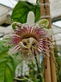 nitida Passifloratuin